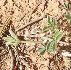Potentilla concinna proxima