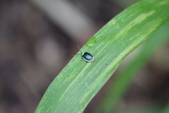 Asphaera albomarginata