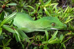 Naultinus elegans