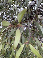 Lorantheae