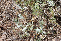 Potentilla concinna proxima