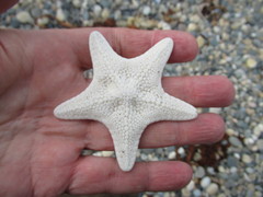 Diplodontias miliaris