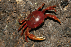 Dilocarcinus pagei