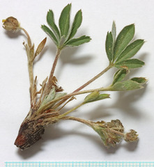 Potentilla concinna proxima