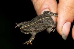 Rhinella
