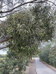 Lorantheae