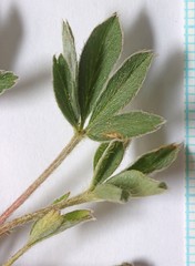 Potentilla concinna proxima