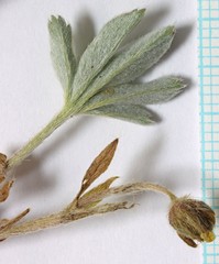 Potentilla concinna proxima