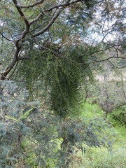 Lorantheae