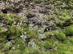 Cladonia carneola