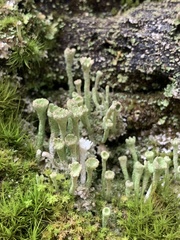 Cladonia carneola