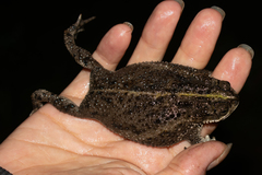 Rhinella dorbignyi