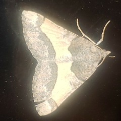 Frederickia hypaethrata