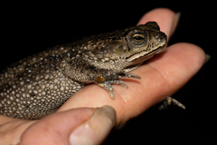 Rhinella dorbignyi
