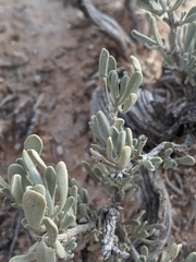 Salvia dorrii mearnsii