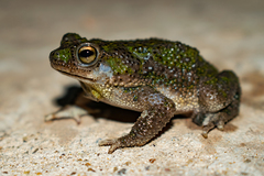 Rhinella major