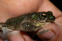Rhinella major
