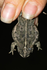 Rhinella