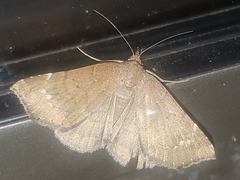 Focillidia texana