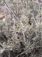 Salvia dorrii mearnsii