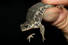Rhinella