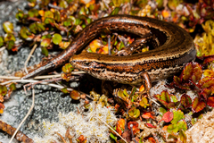 Oligosoma inconspicuum