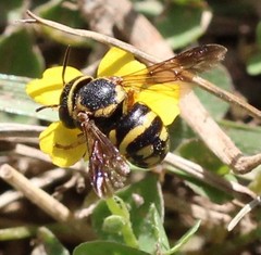 Loyolanthidium
