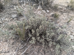 Salvia dorrii mearnsii