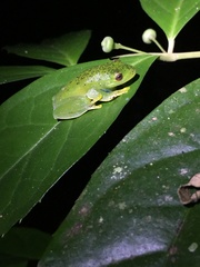 Aplastodiscus sibilatus