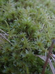 Rosulabryum subtomentosum