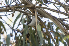 Melithreptus chloropsis