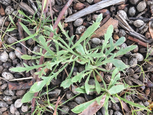 Image of Scrambled Eggs (Goodenia pinnatifida) by (c) Jane Canaway, some rights reserved (CC BY)