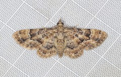 Gymnoscelis lophopus