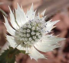 Eryngium lemmonii