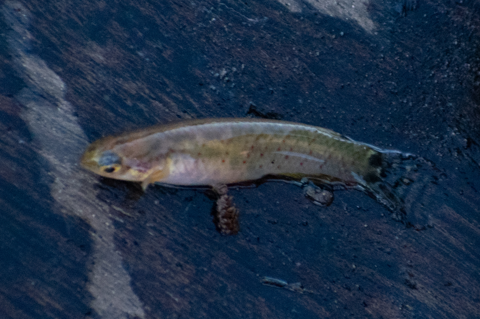 Melanorivulus punctatus