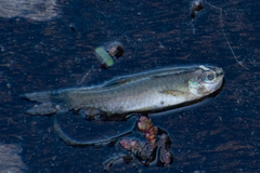 Southern Splash Tetra photo 3