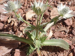 Eryngium lemmonii