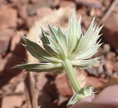 Eryngium lemmonii