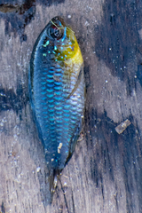 Apistogramma borellii