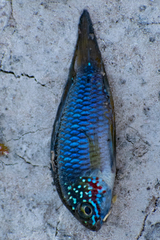 Apistogramma borellii