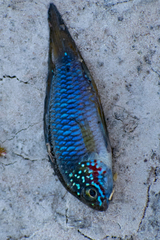 Apistogramma borellii