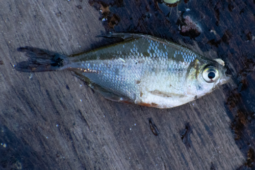 Kennedy's tetra (Psellogrammus kennedyi) — Characidae — 4