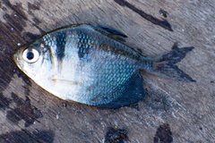 Gymnocorymbus ternetzi