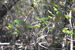 Ulmus crassifolia