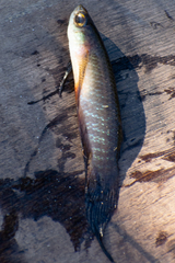 Pterolebias longipinnis