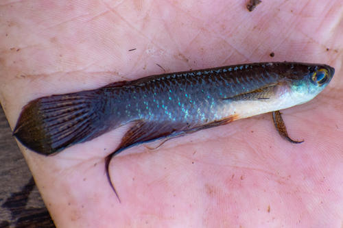 Featherfin panchax (Pterolebias longipinnis) — Rivulidae — 2