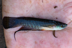 Pterolebias longipinnis