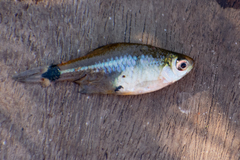 Serrapinnus kriegi