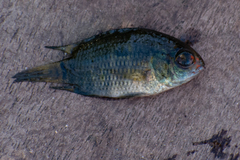 Cichlasoma dimerus