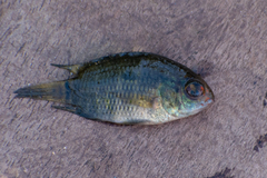Cichlasoma dimerus